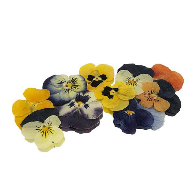 Pressed Viola Flowers Count - 25