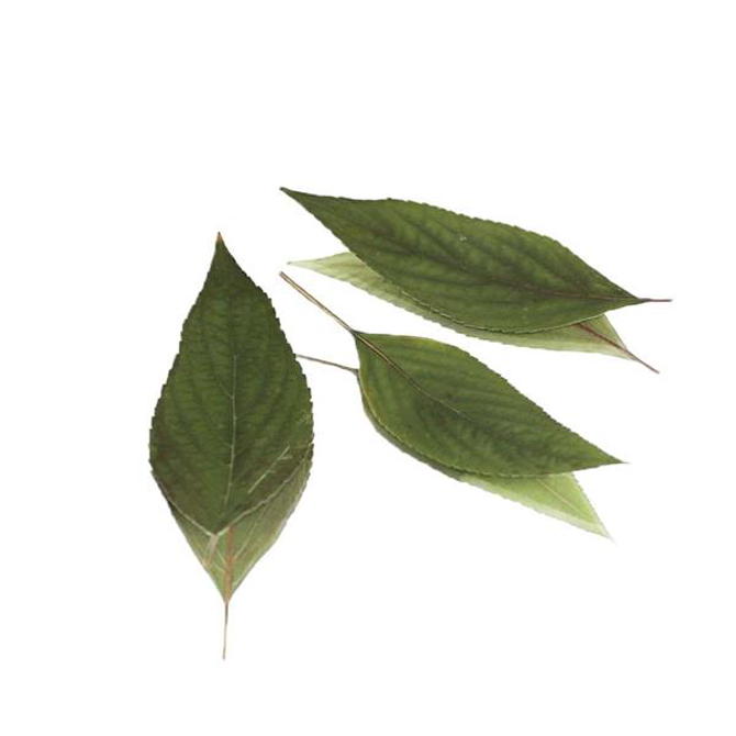 Pressed Pineapple Sage Leaves, Count: 15