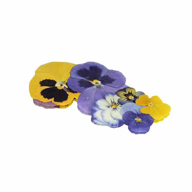 Pressed Flower Mix, Count: 20