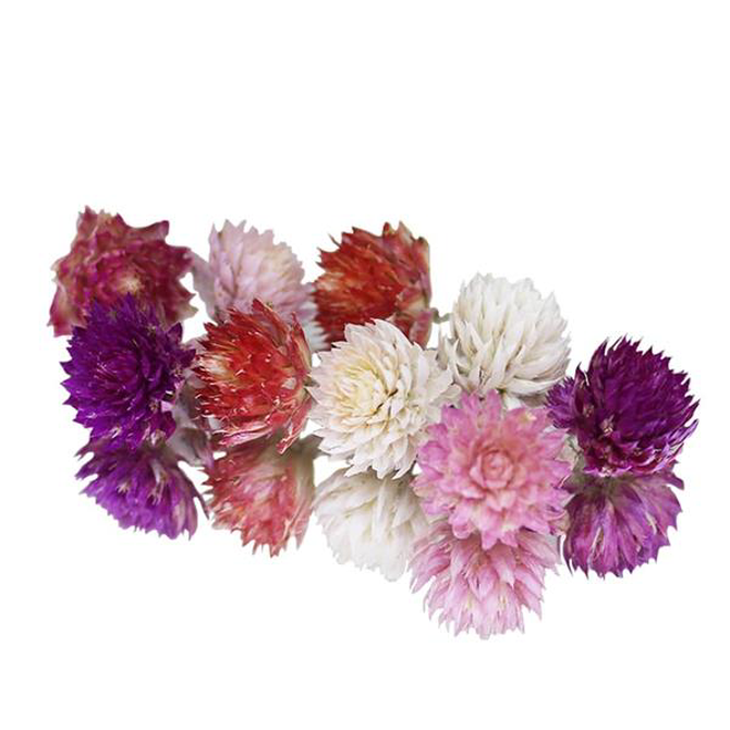 Dried Amaranth Pom Pom Flowers 3g