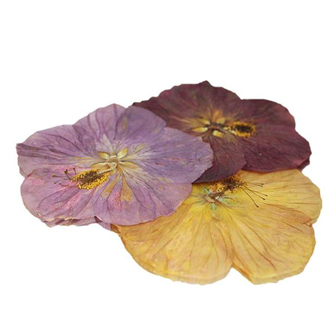 Pressed Paradise Flowers, Count: 8