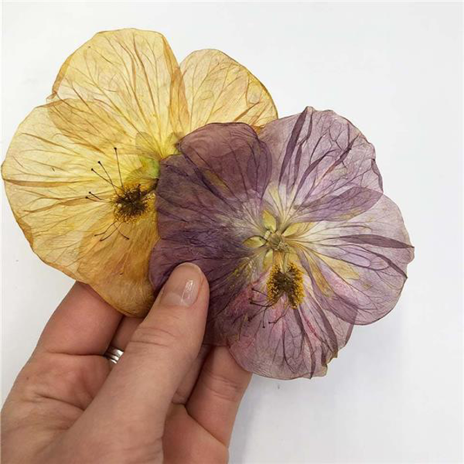 Pressed Paradise Flowers, Count: 8