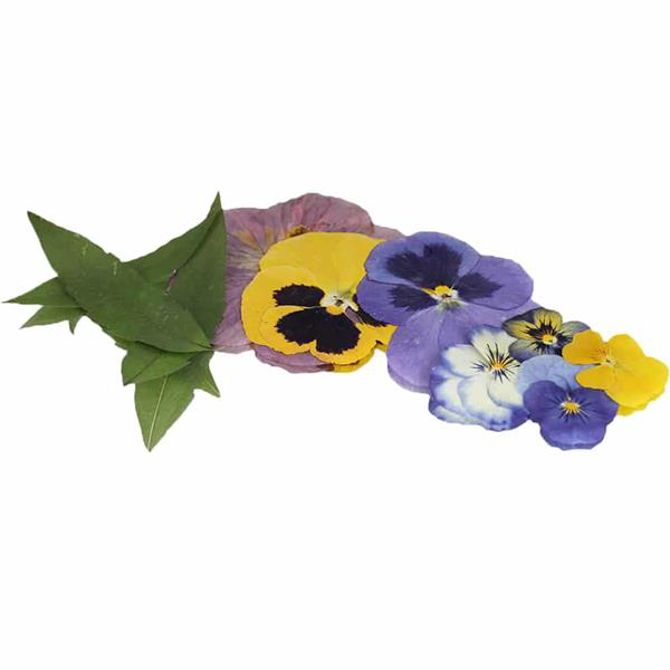 Pressed Flower & Leaf Mix Count-20