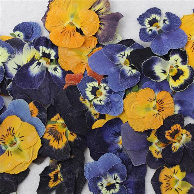 Pressed Mini Viola Flowers 0.6g