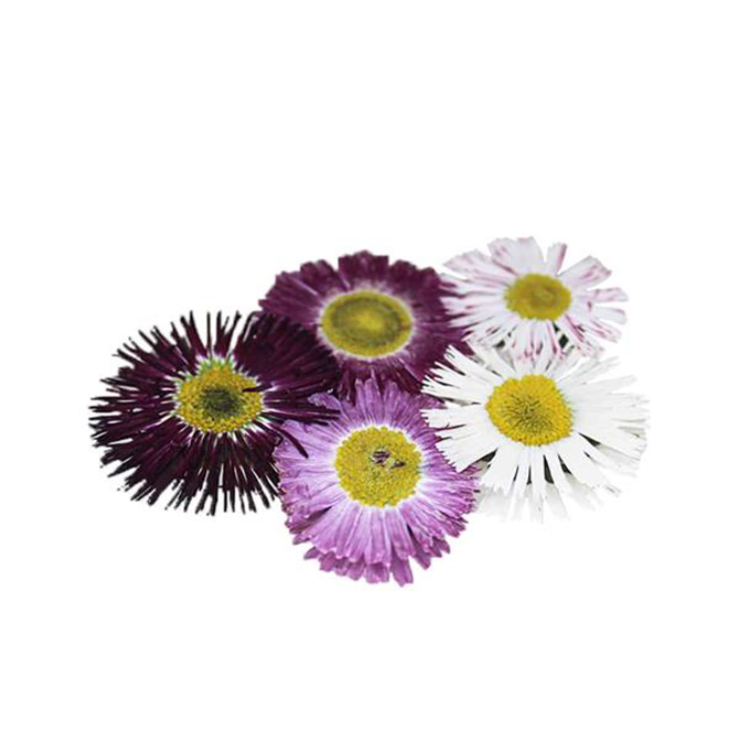 Pressed Bellis Daisy Flowers, Count: 15