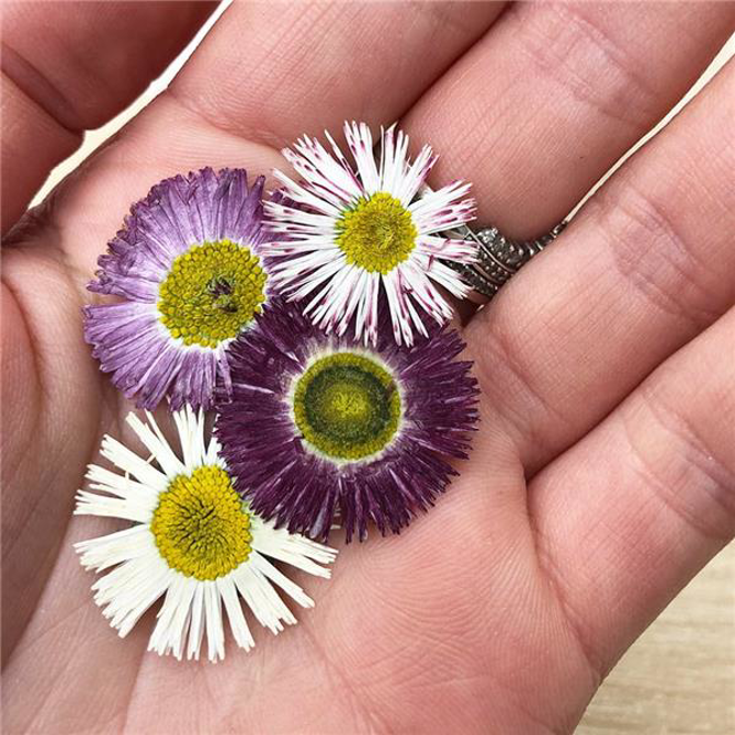 Pressed Bellis Daisy Flowers, Count: 15
