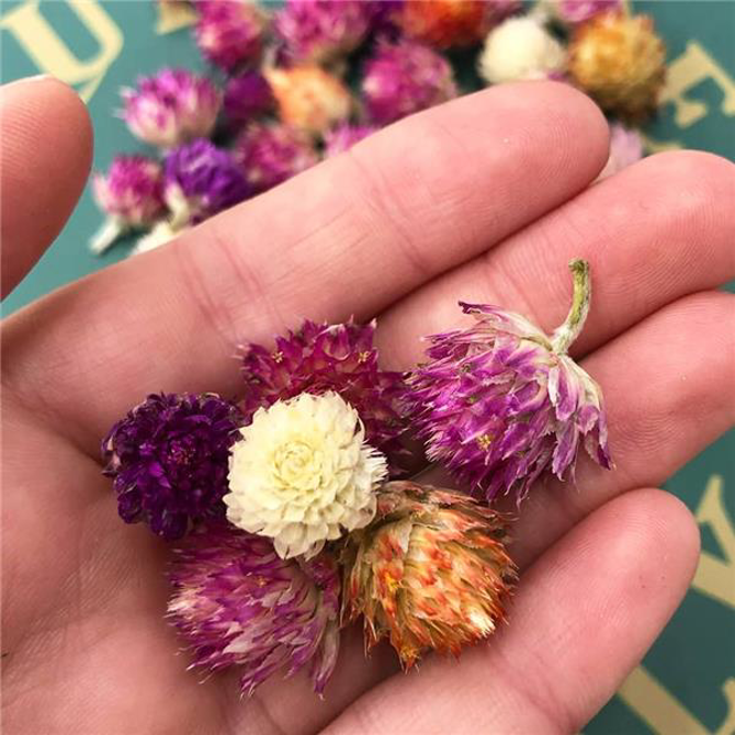 Dried Amaranth Pom Pom Flowers 3g